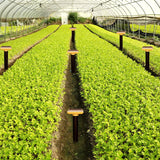 Solar energy mole & snake repellent showing application in green house
